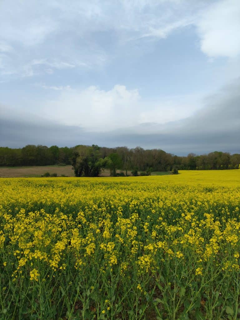marche-vexin-francais